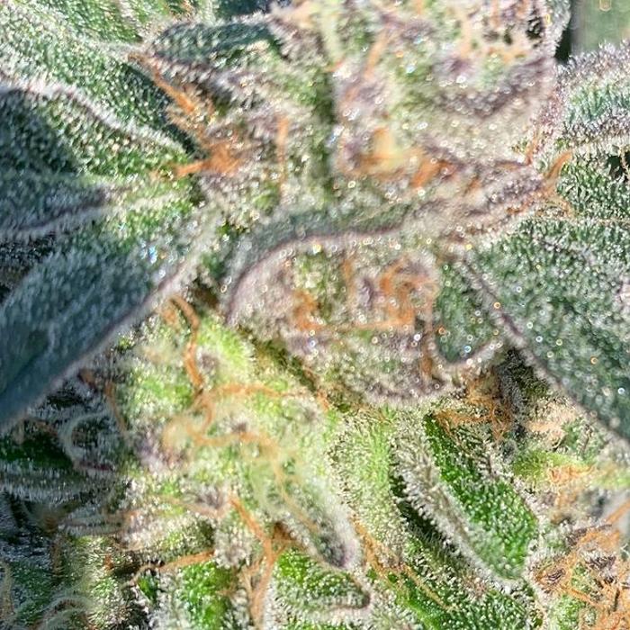 Oklahoma Native Roots Dispensary, Processing, & Grow - Duncan, OK