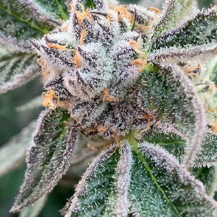 Oklahoma Native Roots Dispensary, Processing, & Grow - Duncan, OK