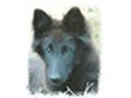 Le Clos Jennyfer chenil, pension pour chiens et chats
