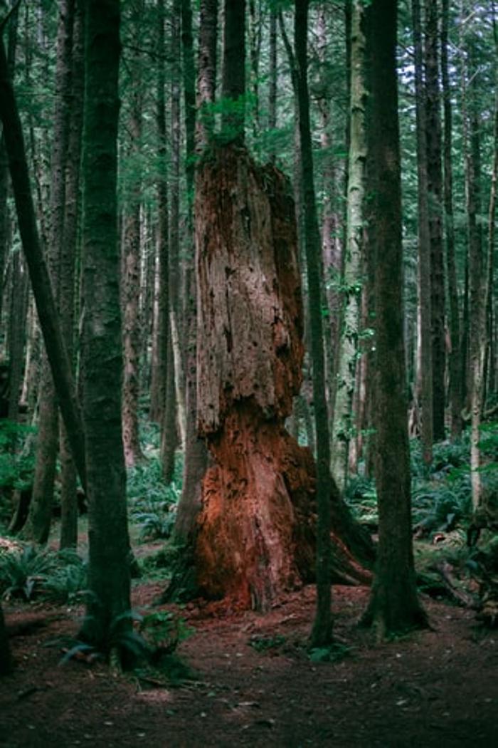 LumberJohn Tree Service - Columbus, GA
