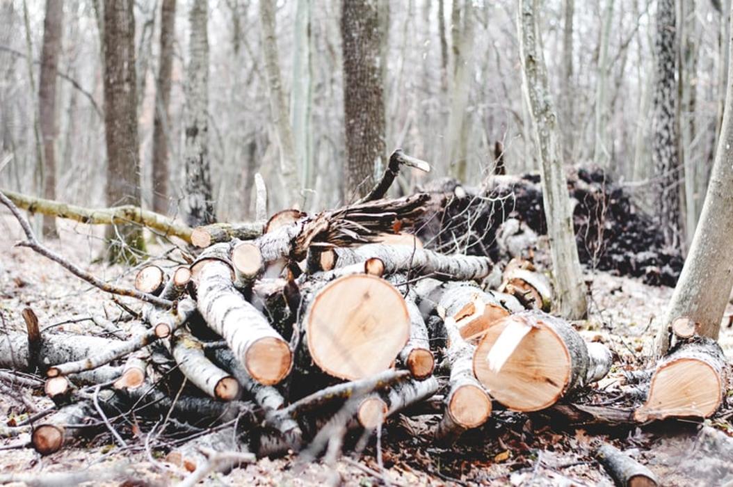 LumberJohn Tree Service - Columbus, GA