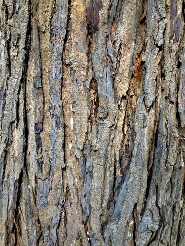 LumberJohn Tree Service - Columbus, GA