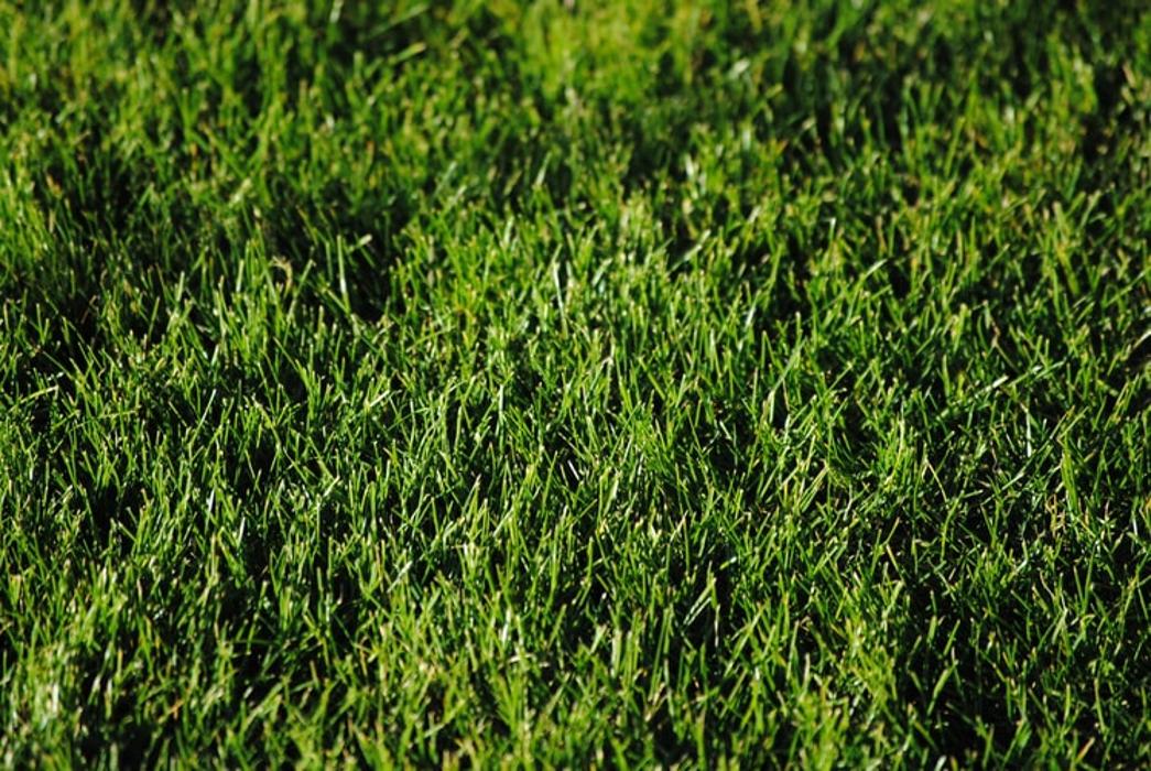 Rhino Lawn Pros - Spring, TX