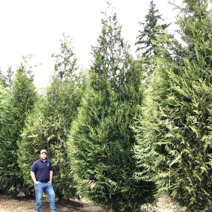 Big Trees Today - Hillsboro, OR