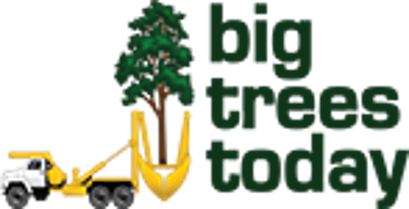 Big Trees Today - Hillsboro, OR