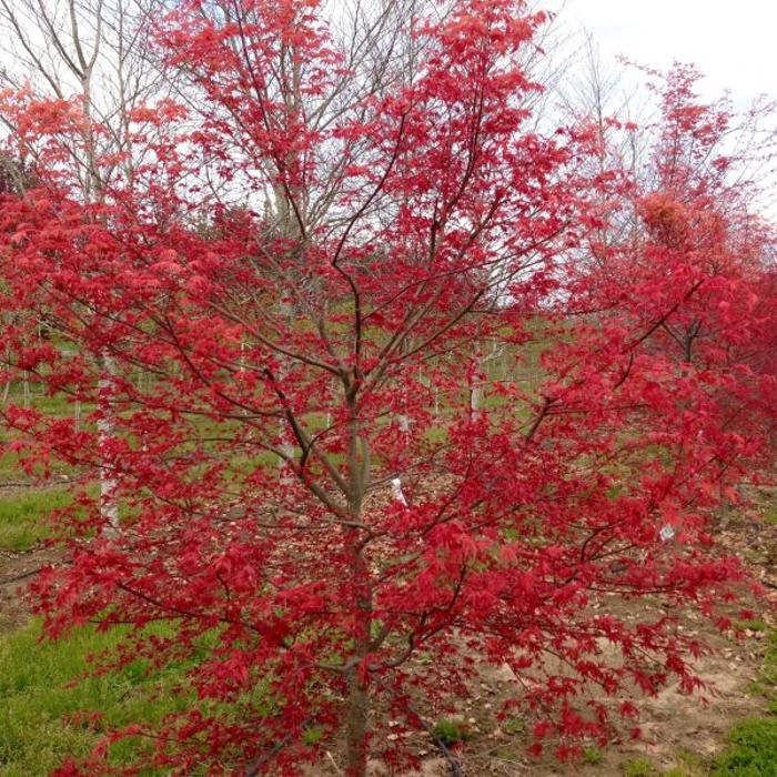 Big Trees Today - Hillsboro, OR