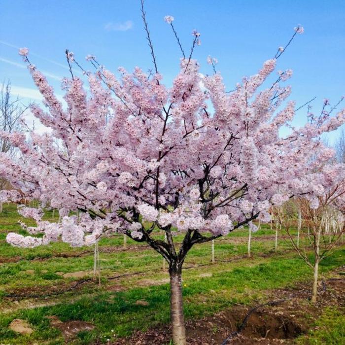 Big Trees Today - Hillsboro, OR