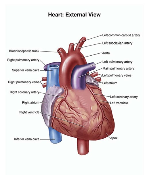 Cardiac Solutions - Peoria, AZ 85381 - (623)876-8816 | ShowMeLocal.com