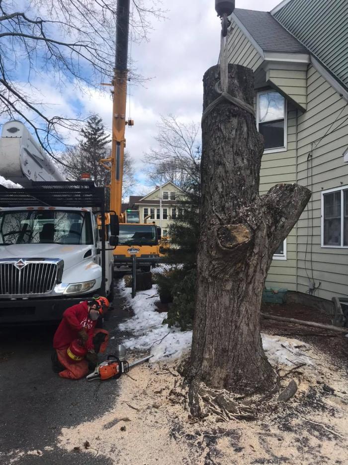 Devo's Tree & Stump removal - Northborough, MA