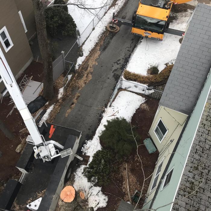 Devo's Tree & Stump removal - Northborough, MA
