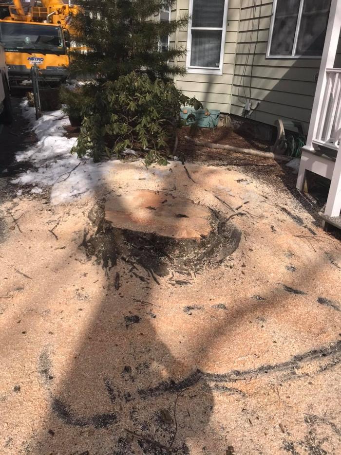 Devo's Tree & Stump removal - Northborough, MA