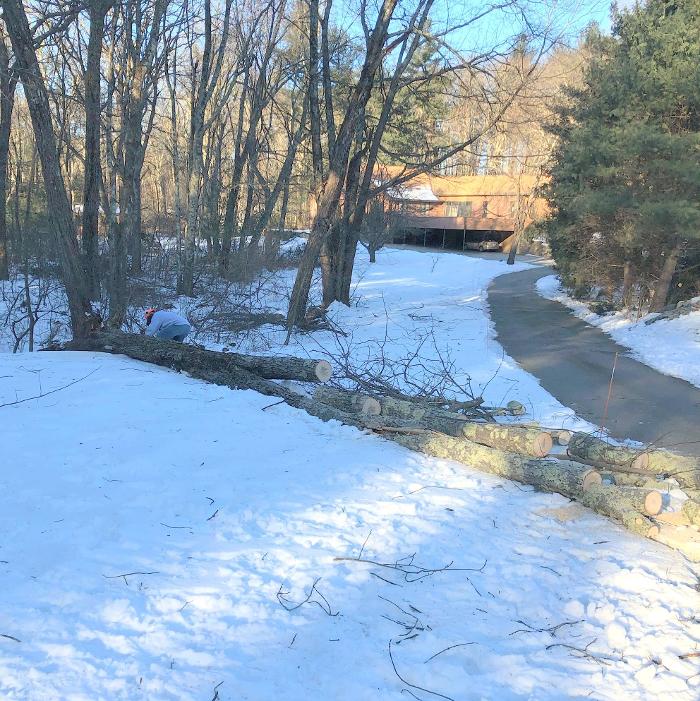 Devo's Tree & Stump removal - Northborough, MA