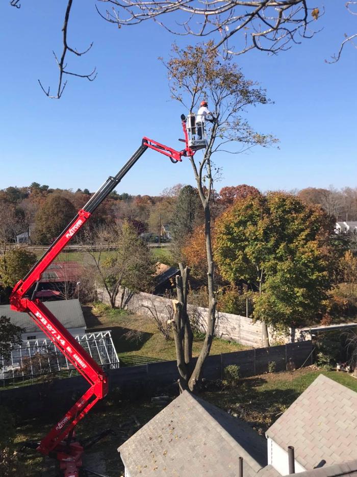 Devo's Tree & Stump removal - Northborough, MA