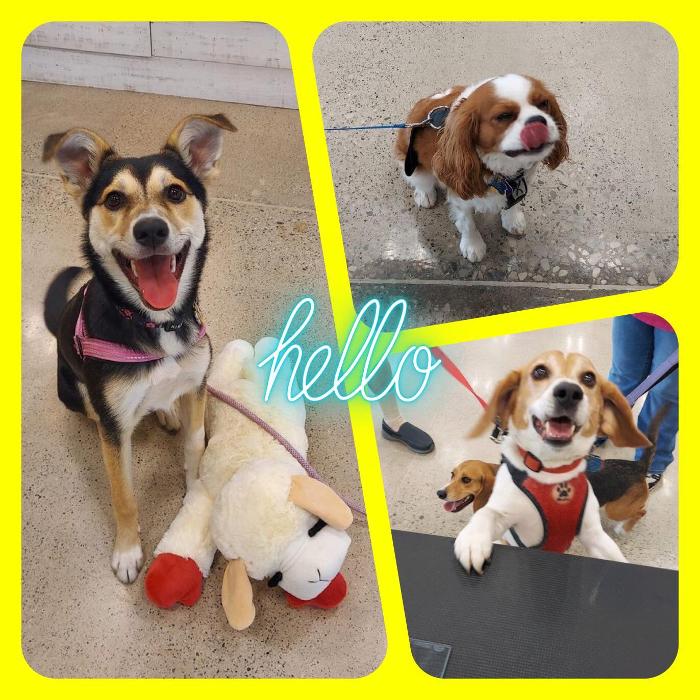 Premier Pet Supply - Canton, MI
