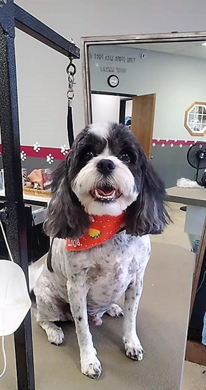 Furtastic Pet Grooming - Golden, CO