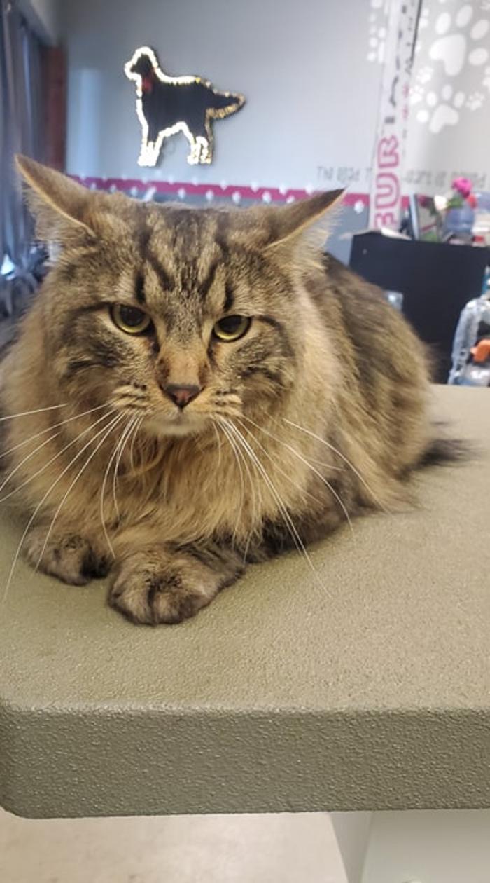 Furtastic Pet Grooming - Golden, CO