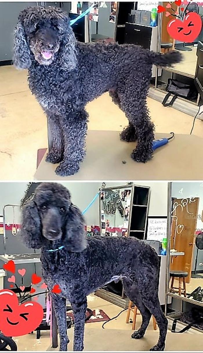 Furtastic Pet Grooming - Golden, CO