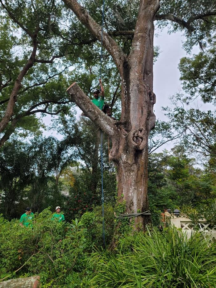Custom Lakefronts and Tree Care LLC - Port Orange, FL