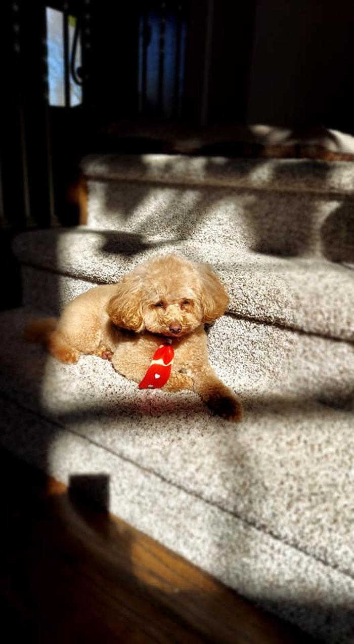 Brandy's In Home Dog Grooming - Bentonville, AR