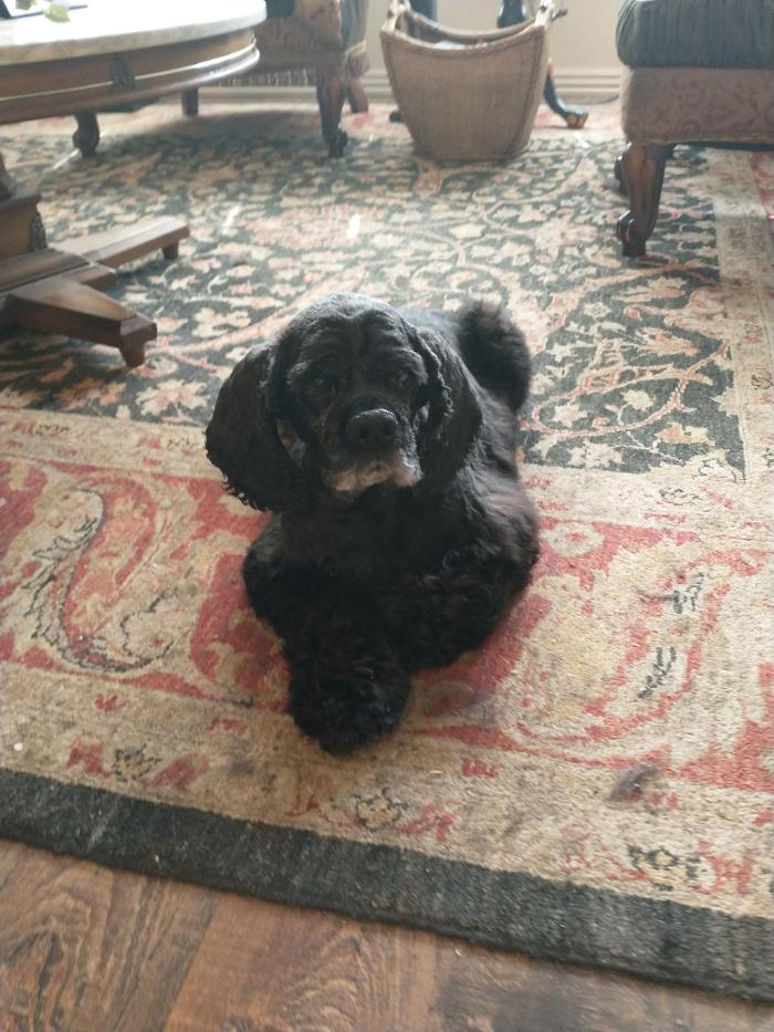 Brandy's In Home Dog Grooming - Bentonville, AR