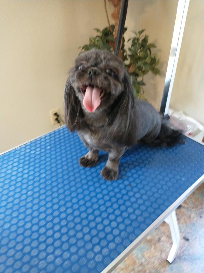 Brandy's In Home Dog Grooming - Bentonville, AR