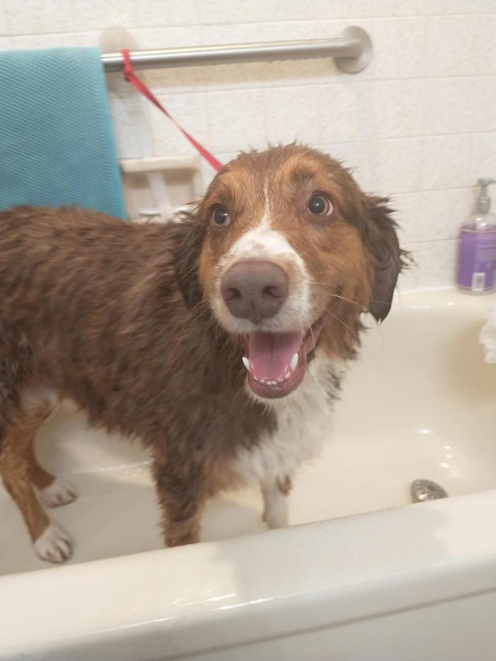 Brandy's In Home Dog Grooming - Bentonville, AR