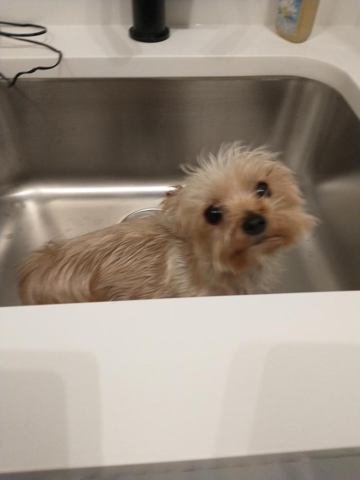 Brandy's In Home Dog Grooming - Bentonville, AR