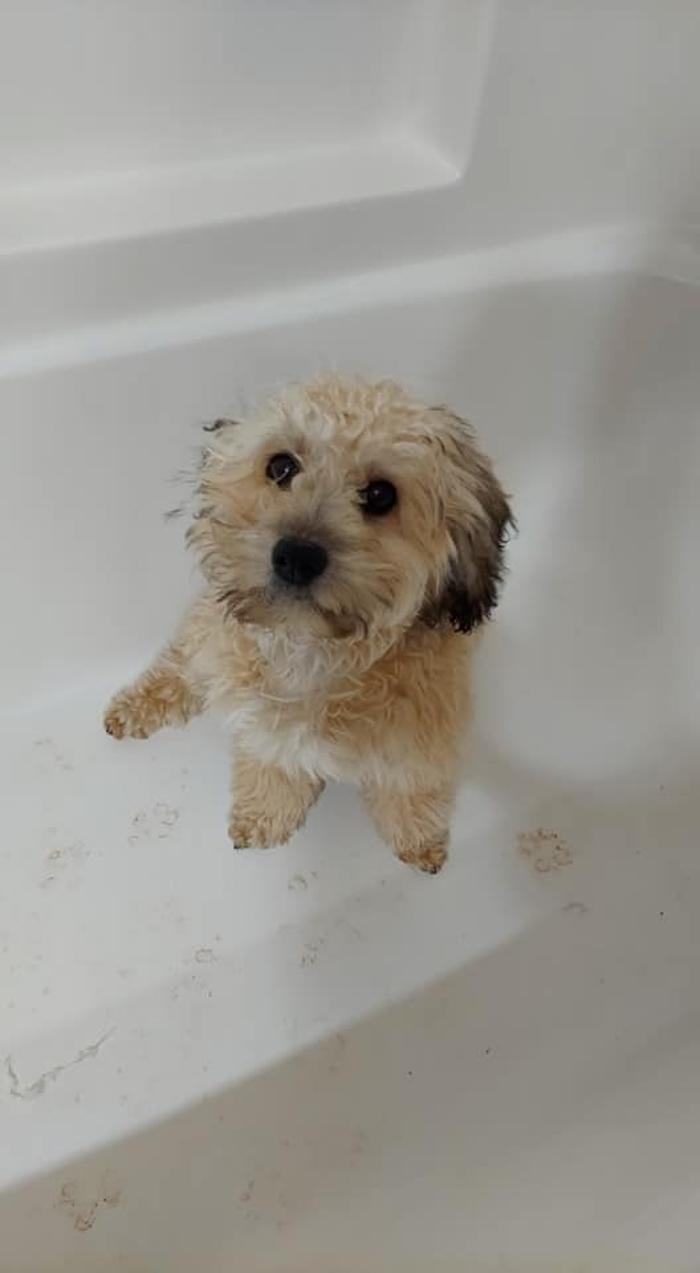 Brandy's In Home Dog Grooming - Bentonville, AR