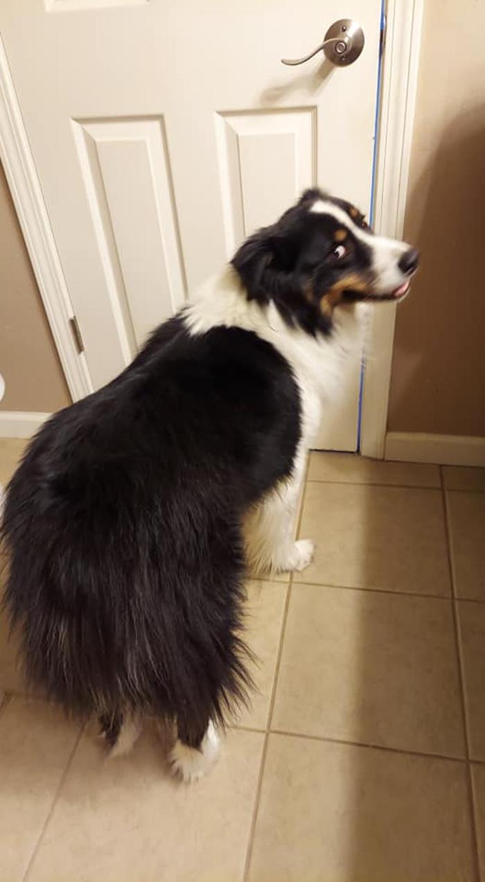 Brandy's In Home Dog Grooming - Bentonville, AR