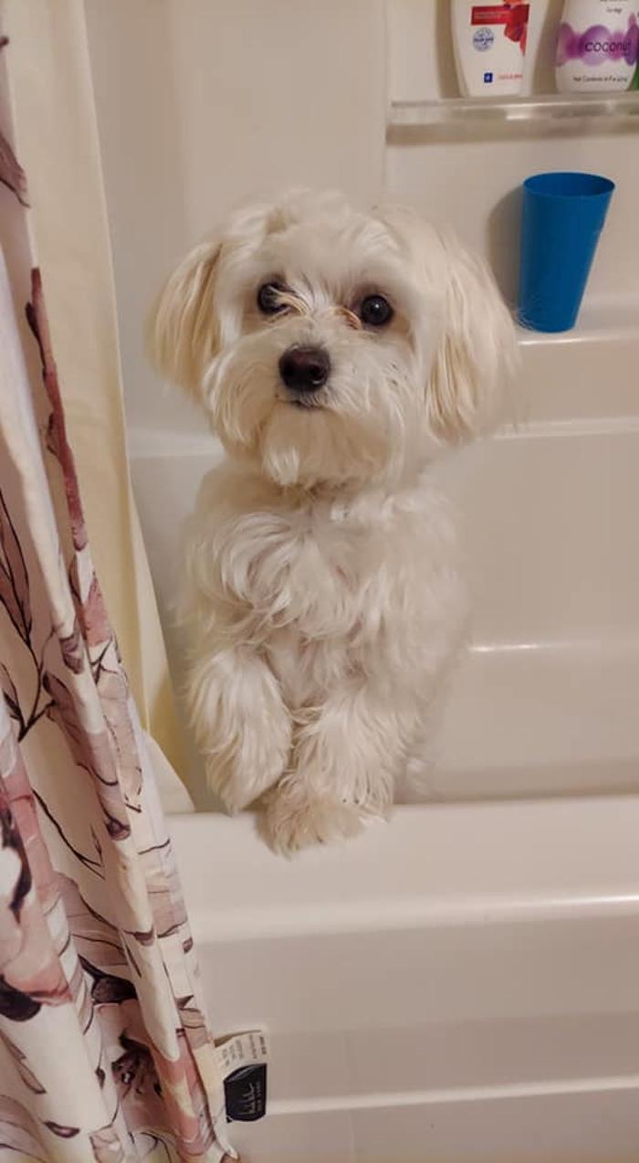 Brandy's In Home Dog Grooming - Bentonville, AR