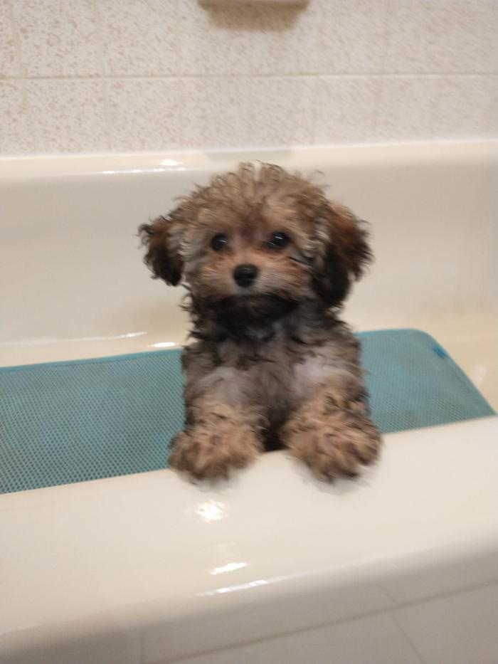 Brandy's In Home Dog Grooming - Bentonville, AR