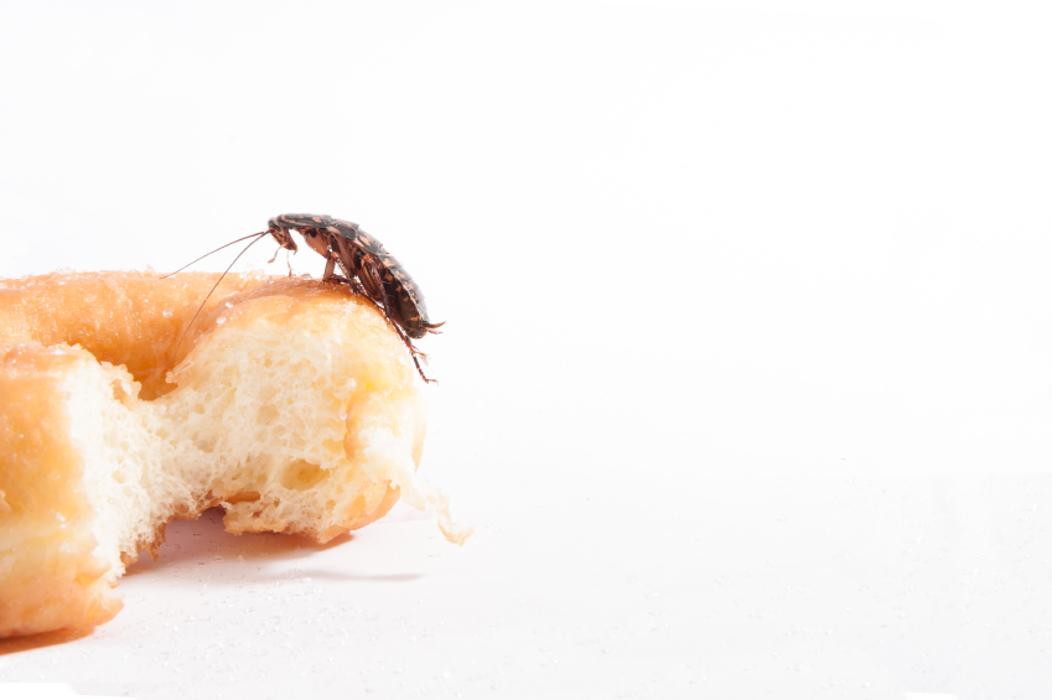 Rose Pest Solutions - Lombard, IL