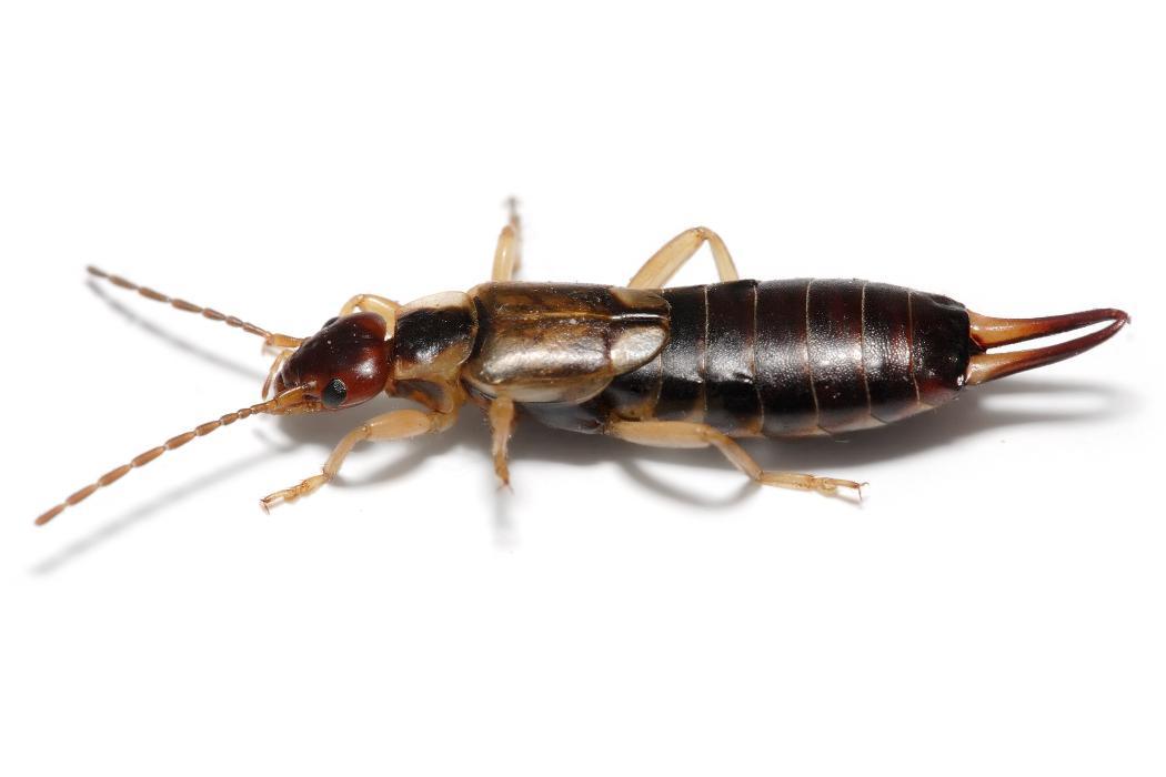 Rose Pest Solutions - Lombard, IL