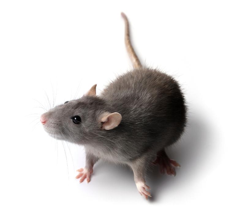 Rose Pest Solutions - Lombard, IL