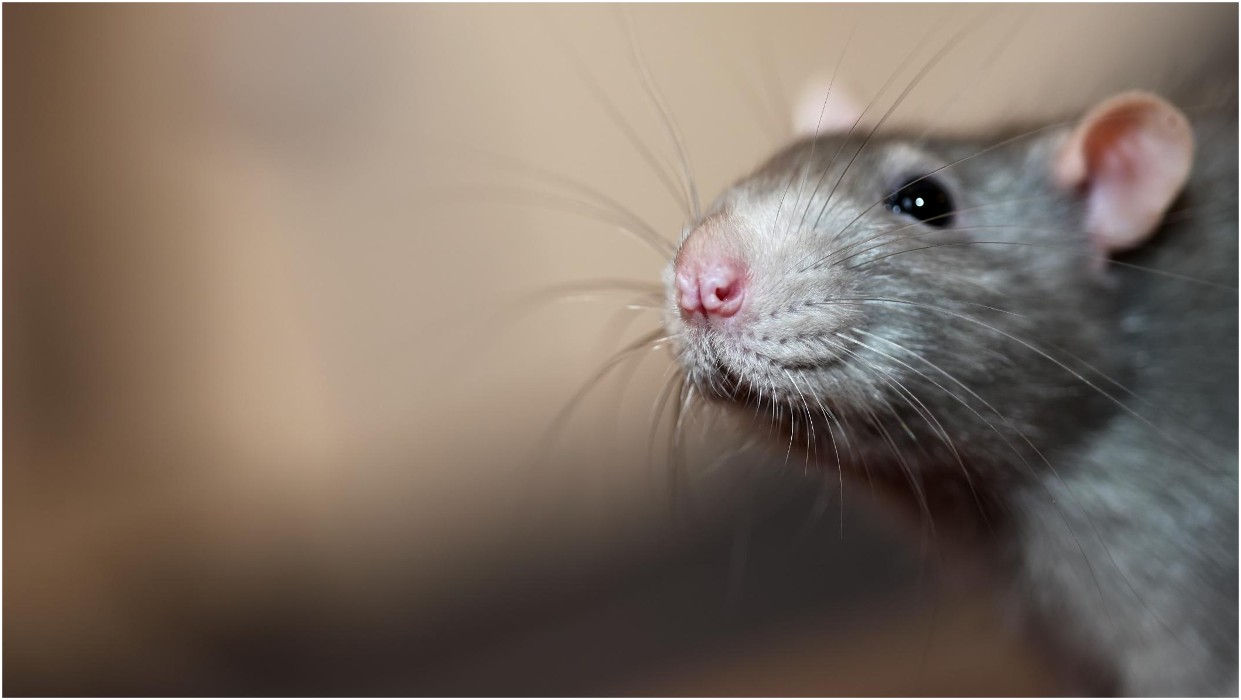 Franklin Pest Solutions - New Albany, IN