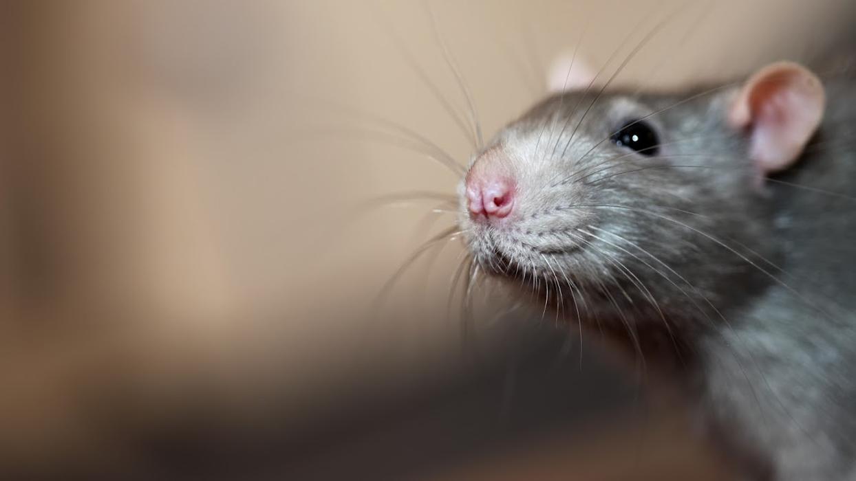 Franklin Pest Solutions - New Albany, IN