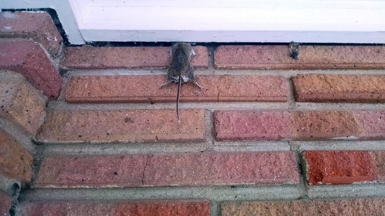 Rose Pest Solutions Image