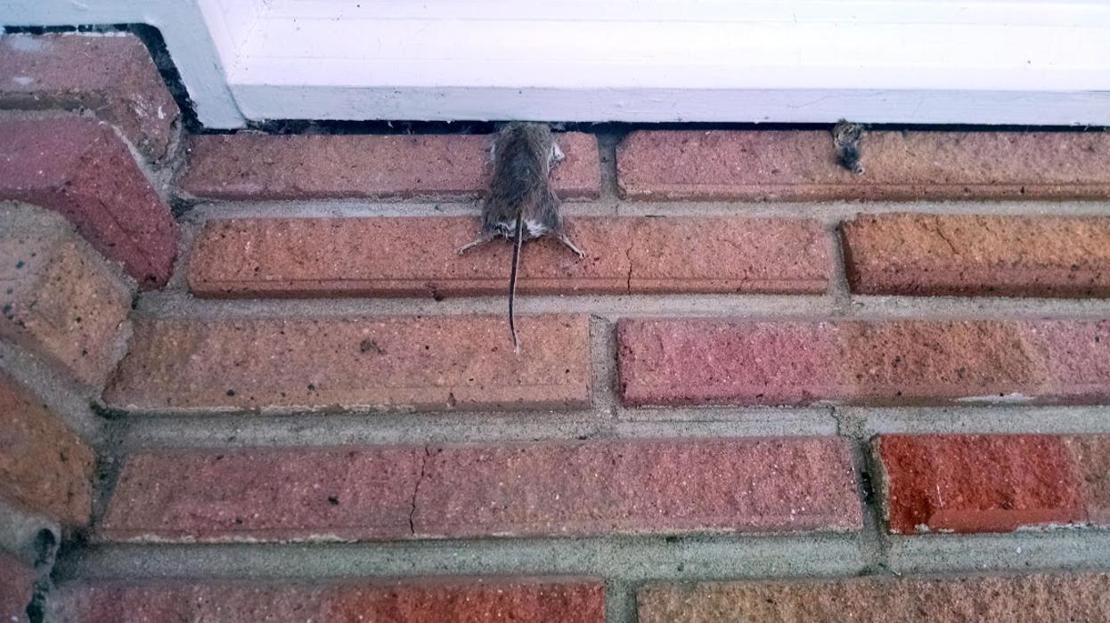 Rose Pest Solutions Image