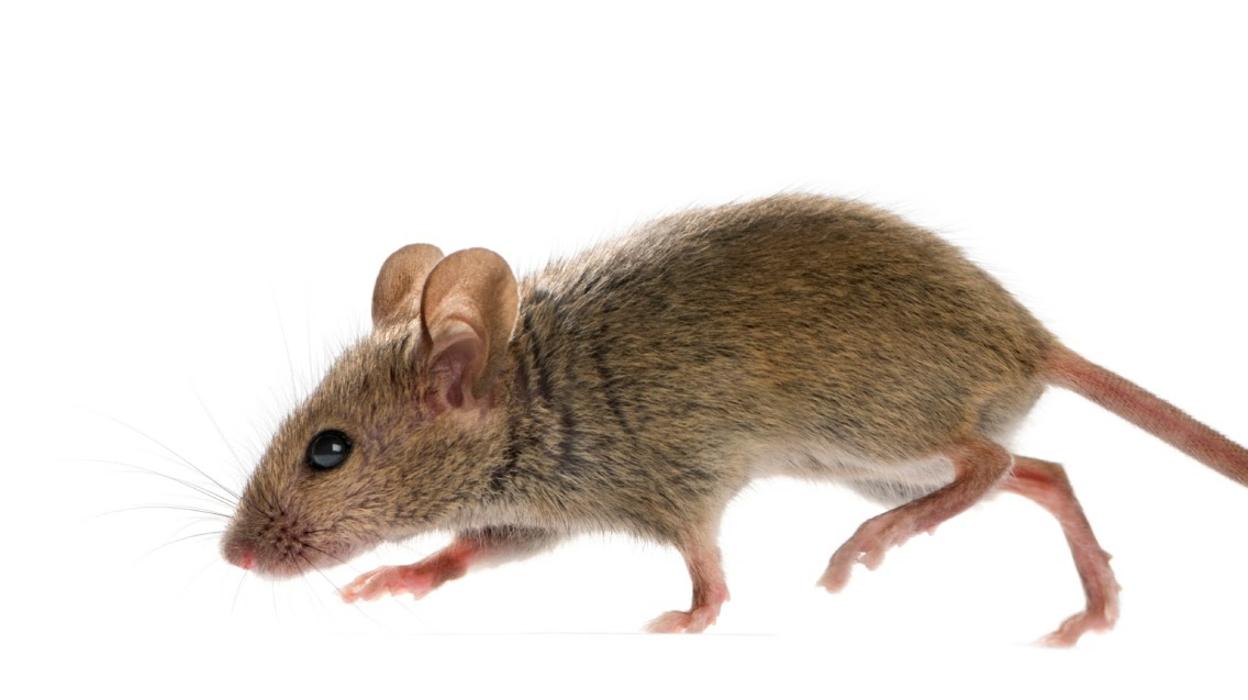 Rose Pest Solutions Image