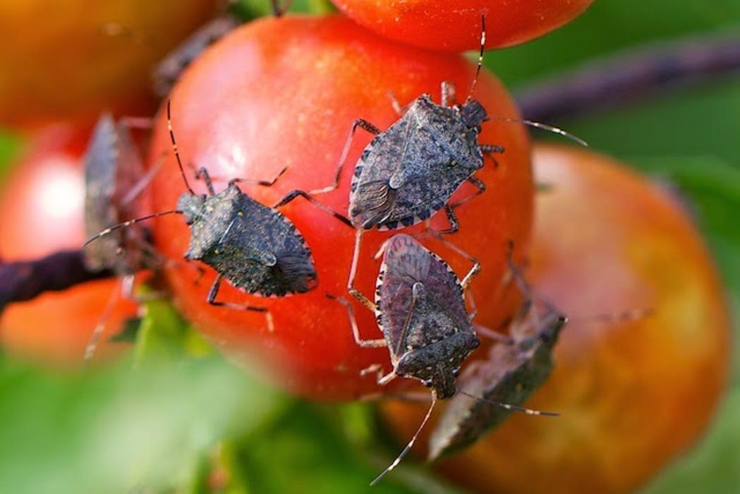 Rose Pest Solutions Image