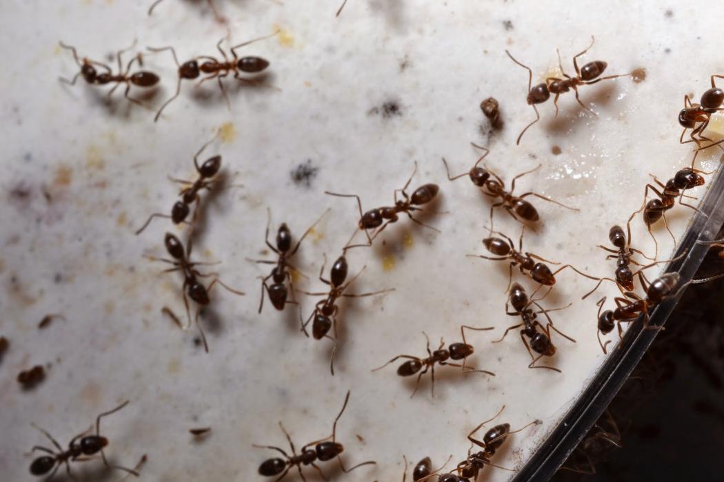 Rose Pest Solutions Image