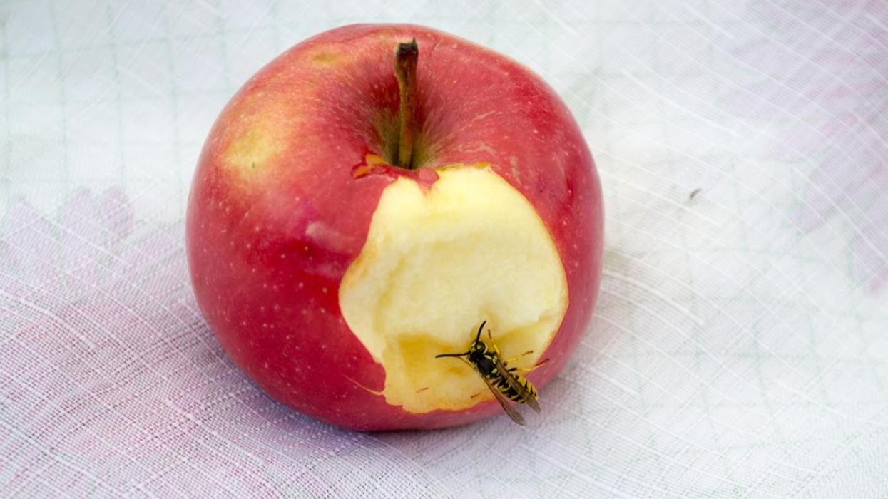 Rose Pest Solutions Image