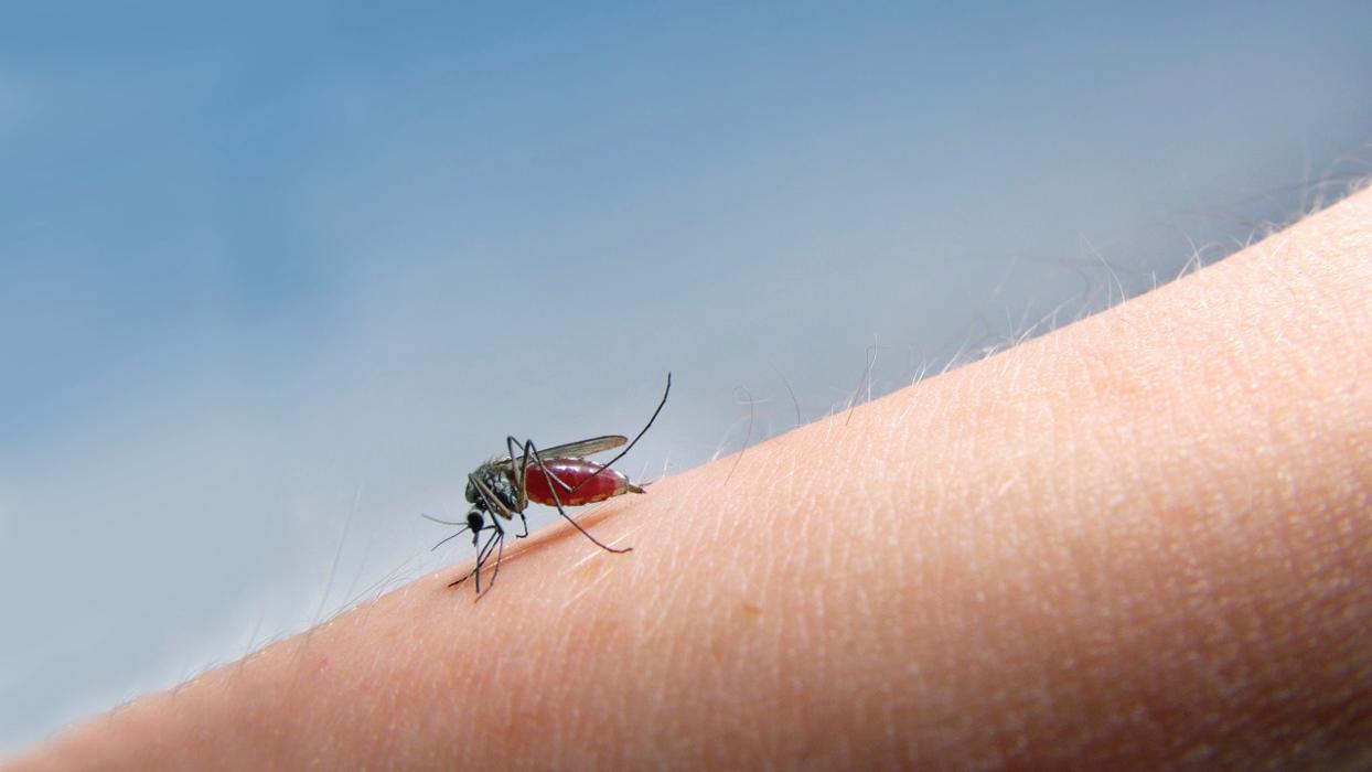 Rose Pest Solutions Image