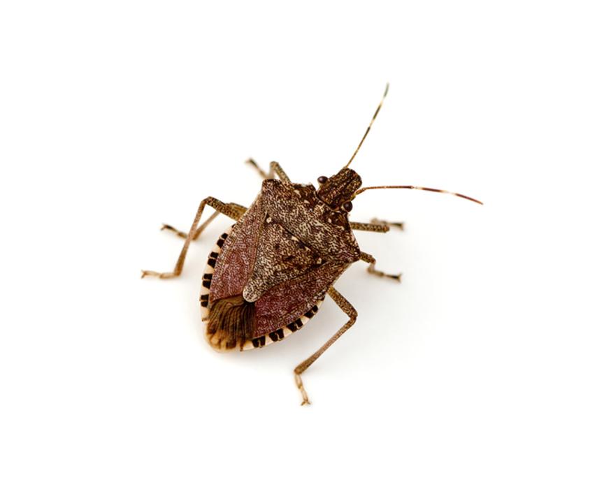 Franklin Pest Solutions - Hammond, IN