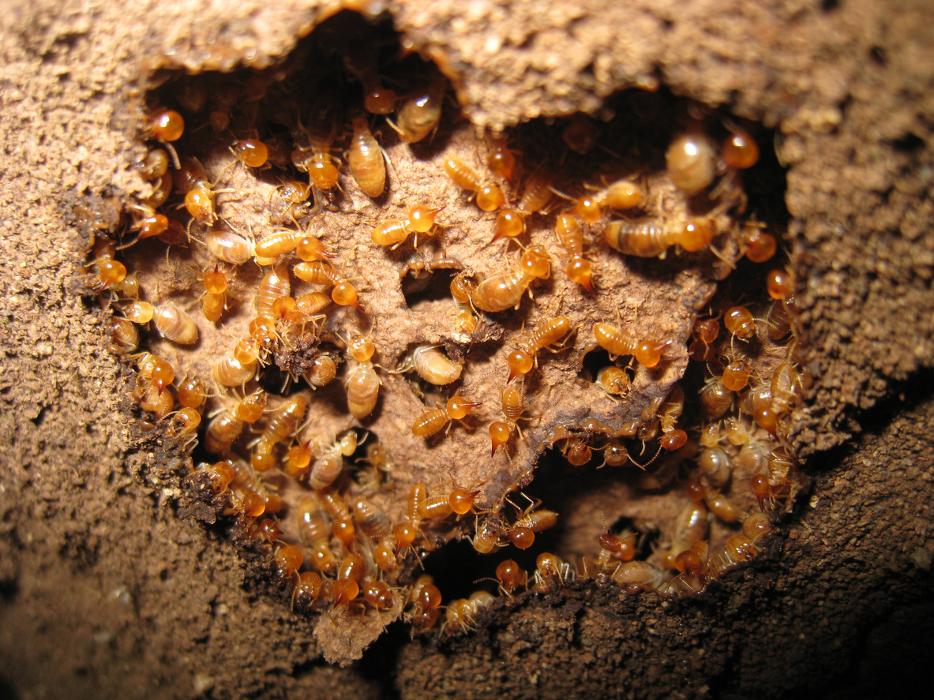 Franklin Pest Solutions - Hammond, IN
