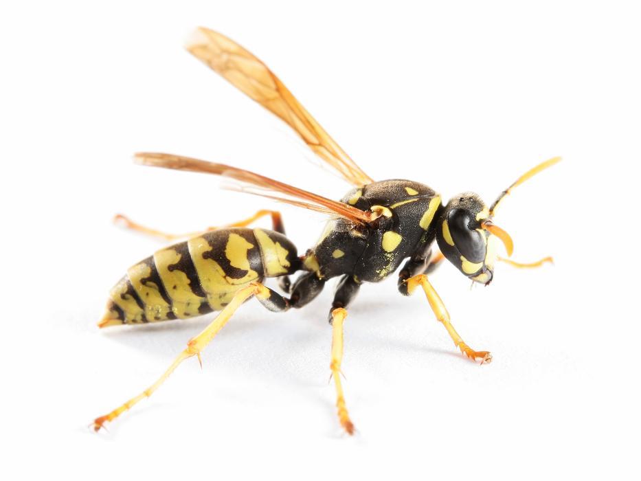 Franklin Pest Solutions - Hammond, IN