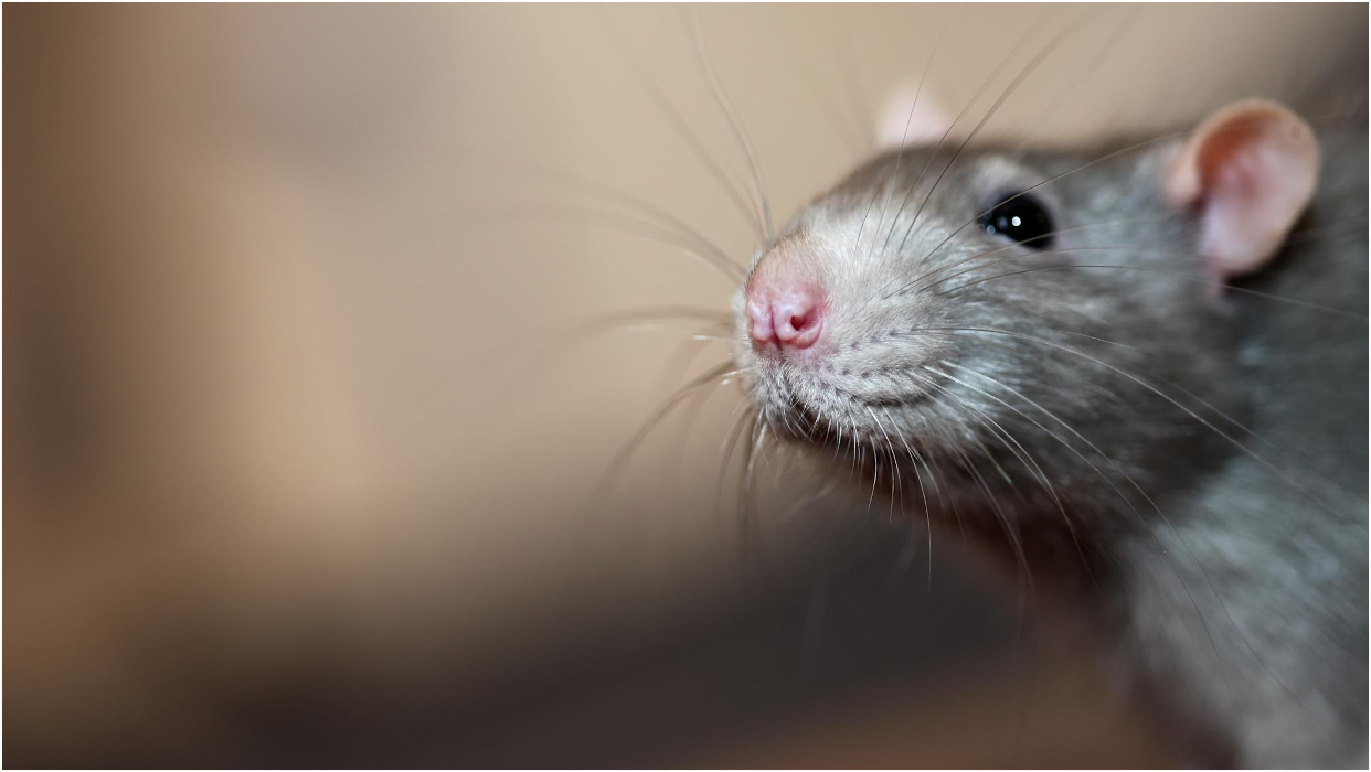 Franklin Pest Solutions - Hammond, IN