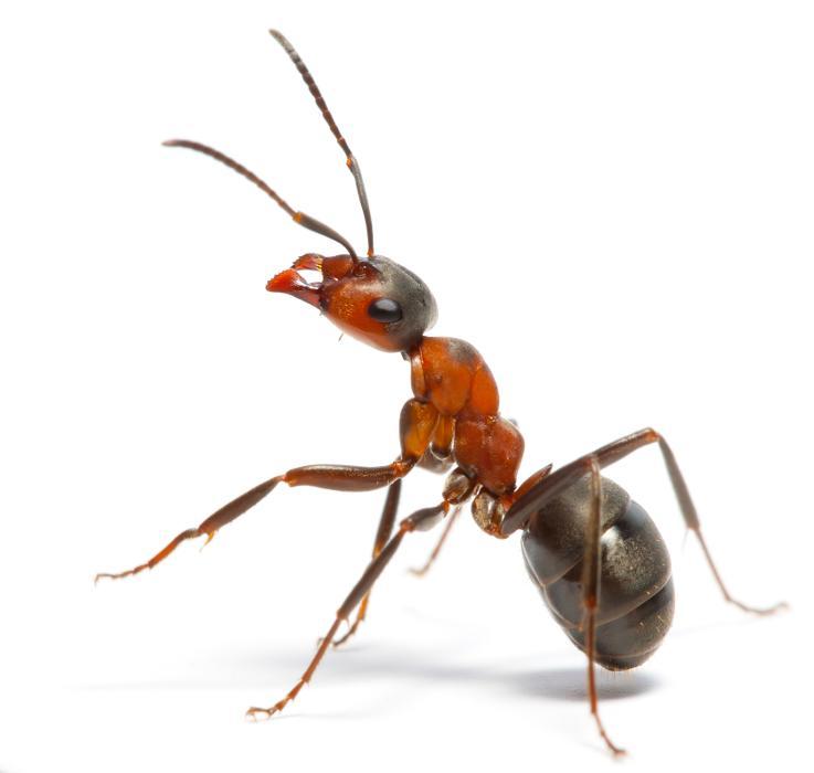 Franklin Pest Solutions - Hammond, IN
