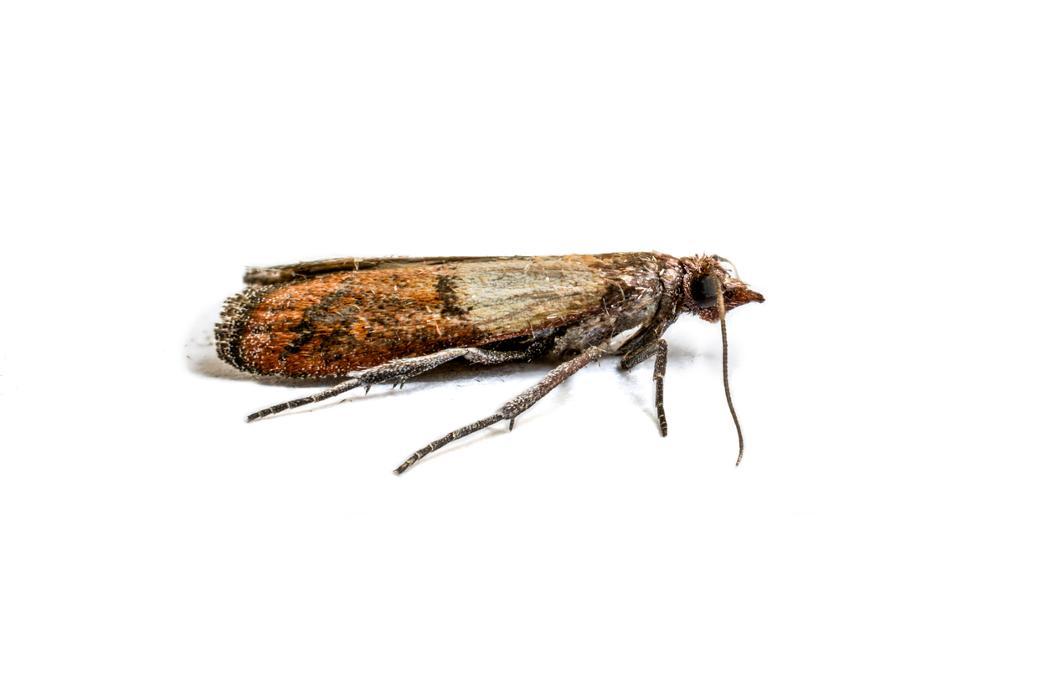 Franklin Pest Solutions - Hammond, IN