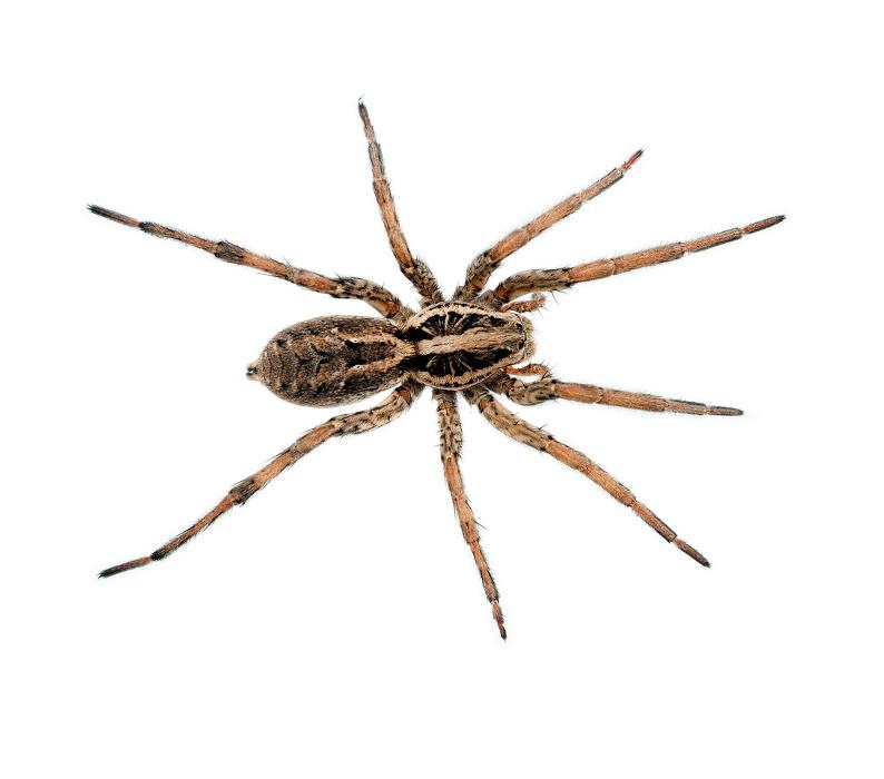 Franklin Pest Solutions - Hammond, IN